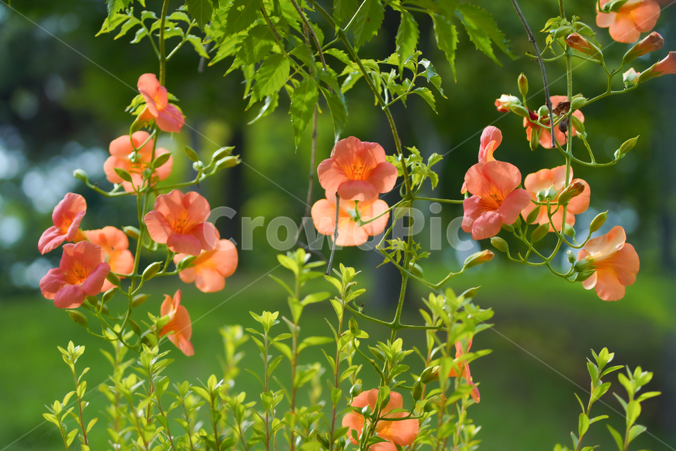 식물,꽃,풀,배경,패턴,디자인소스,blossom