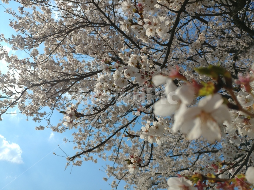 봄,봄꽃,자연,꽃,벚나무,벚꽃,파란하늘,벚꽂길