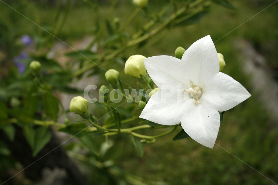 도라지꽃,식물,flower,plants,nature,꽃,꽃봉오리,꽃밭,식물,자연,plants,nature,꽃,flower