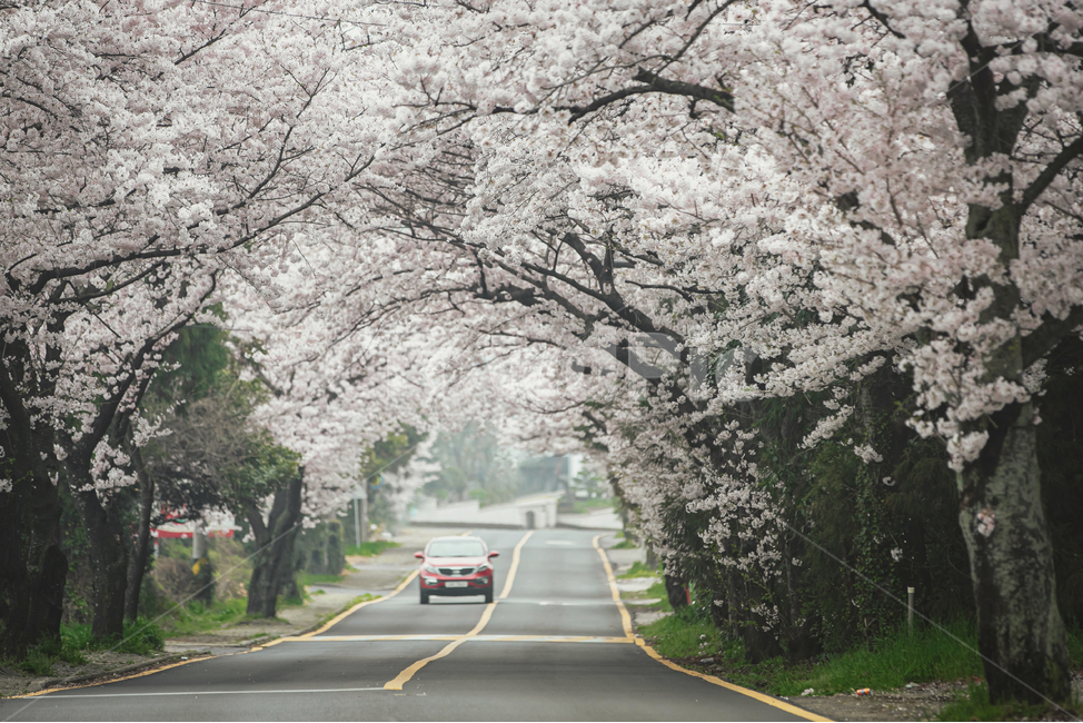 교통,vehicle,차량,transportation,car,automobile,자동차,asphalt,아스팔트,타맥,tarmac,봄,제주,제주도,전농로,벚꽃,벚나무,만개,도시,길,plant,식물,벚꽃터널,flower,꽃,blossom,봄,계절,spring,season