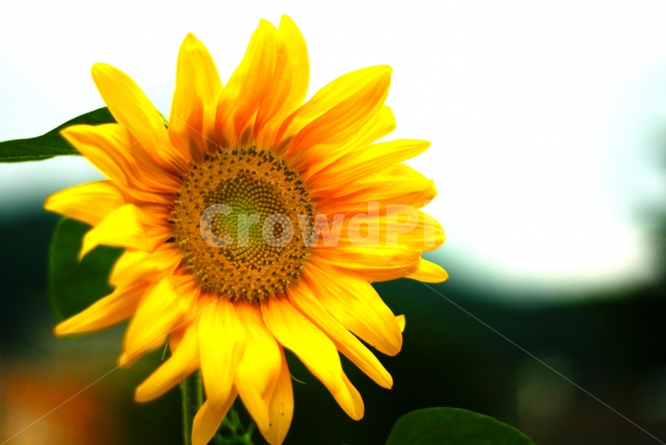 해바라기,꽃,해바라기꽃,자연,풍경,식물,자연,plants,nature,꽃,flower