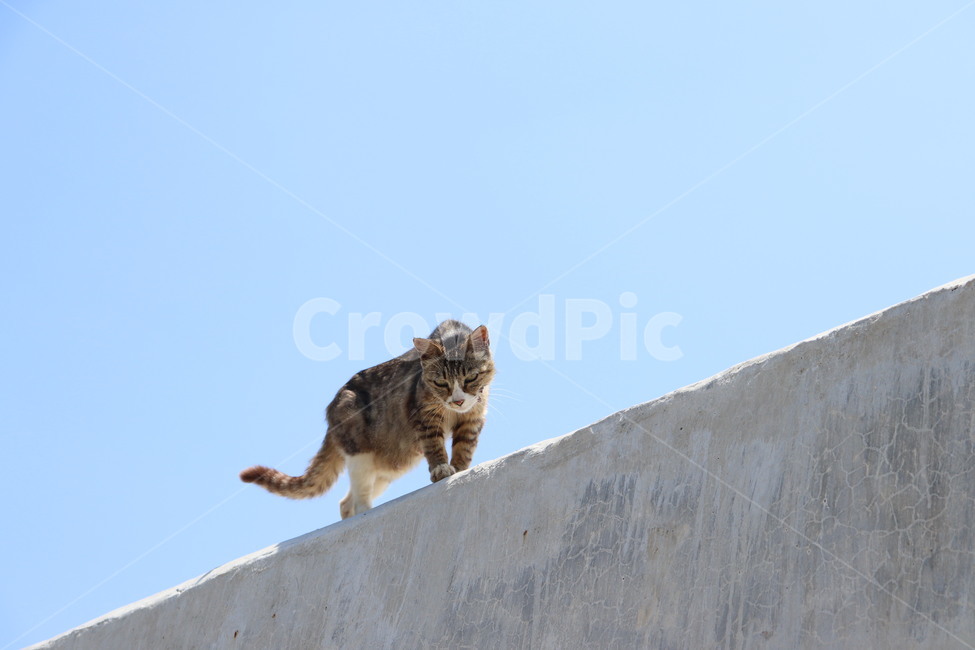 고양이,고양이얼굴,얼굴,동물,길고양이,하늘,cat,sky