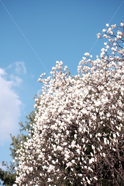 magnolia,목련,백목련,봄꽃,spring,flower,flowers,봄,하늘,봄,계절,spring,season,식물,자연,plants,nature,꽃,flower,plant,blossom,cherry blossom,벚꽃