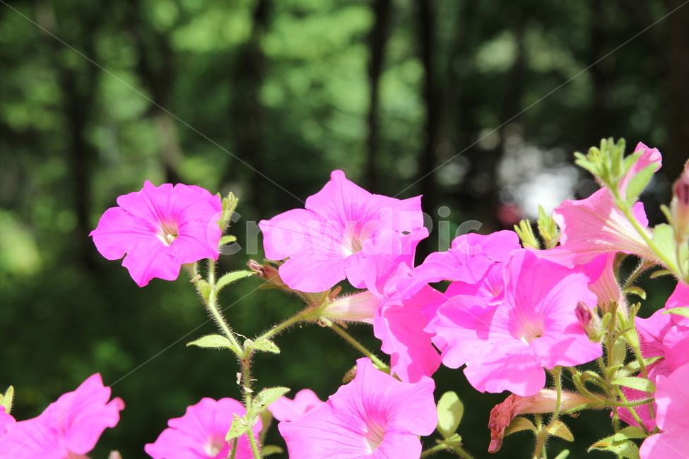 여름,가을,들꽃,꽃,플라워,wildflower,flower,summer,fall
