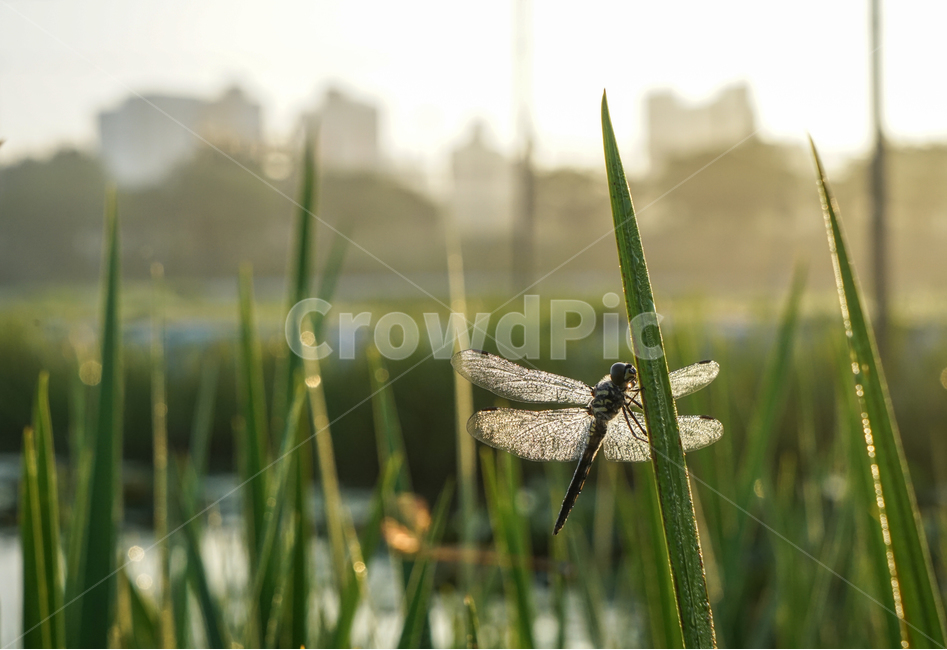 잠자리,날개,겹눈,곤충,풀,이슬,들판,동물,animal,곤충,벌레,insect,bug,휴식,힐링,rest,relaxation,healing