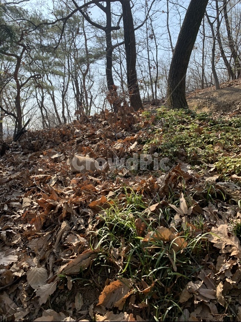 토끼,동물,갈색토끼,산,숲