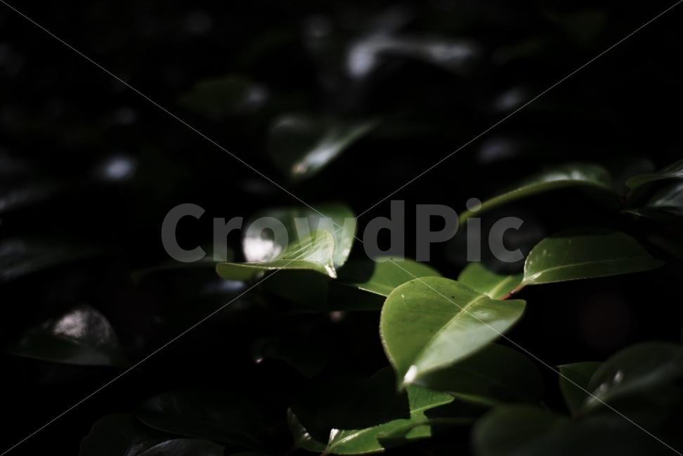 식물,잎사귀,대비,집중,초록,식물,자연,plants,nature