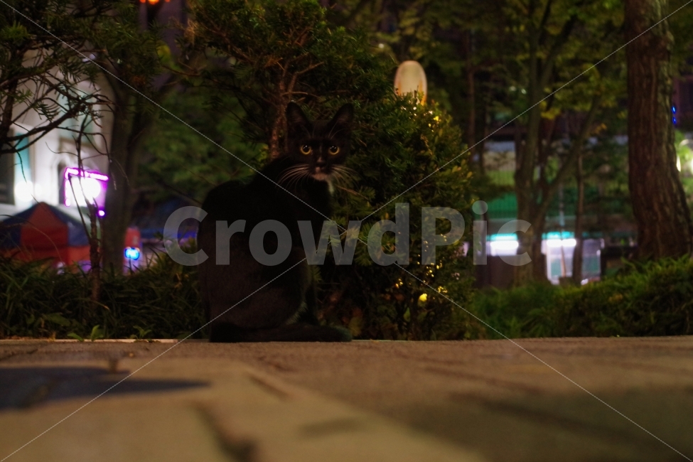 고양이,검은고양이,유기묘,시선,턱시도고양이,밤고양이,밤,동물,animal,포유류,mammal,고양이,cat,kitten,kitty