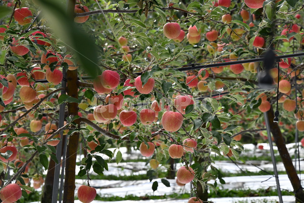 사과,과일,음식,plant,apple,과수원,식품,과일,열매,fruit