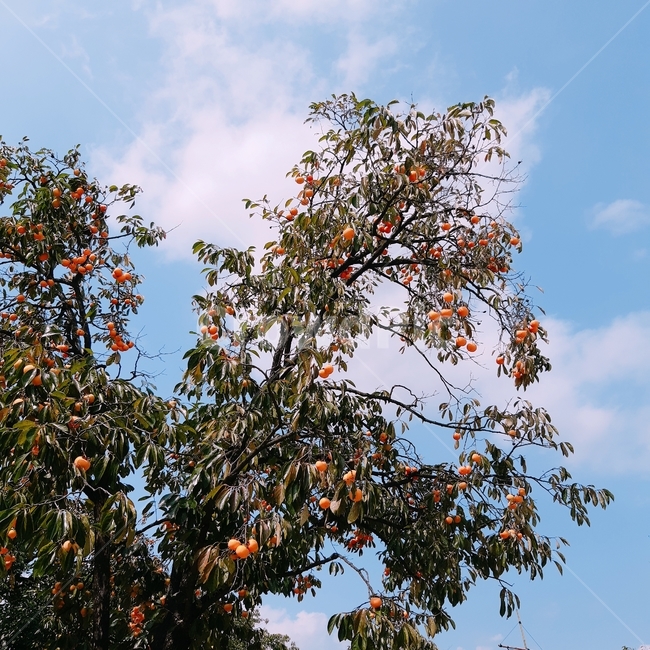 하늘,감나무,감,색감,가을,자연,가을,계절,fall,autumn,season,식물,자연,plants,nature,나무,trees,wood,과일,열매,fruit,plant,food,음식