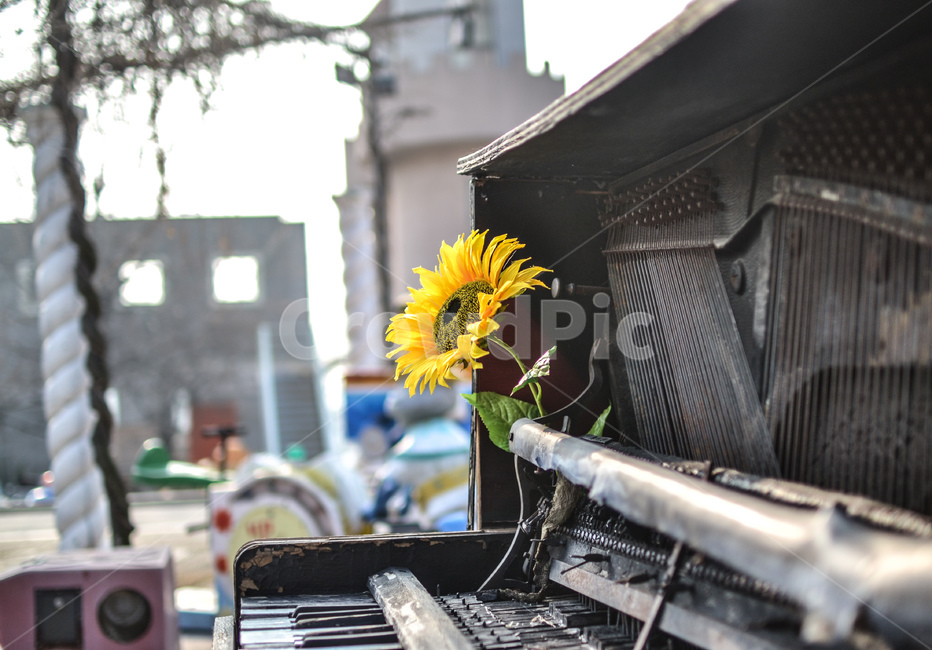 해바라기,봄꽃,flower,blossom,sunflower,식물,plant