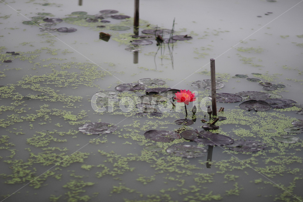 연꽃,flower,plant,식물,lotus,불교,꽃,식물,자연,plants,nature,꽃,flower