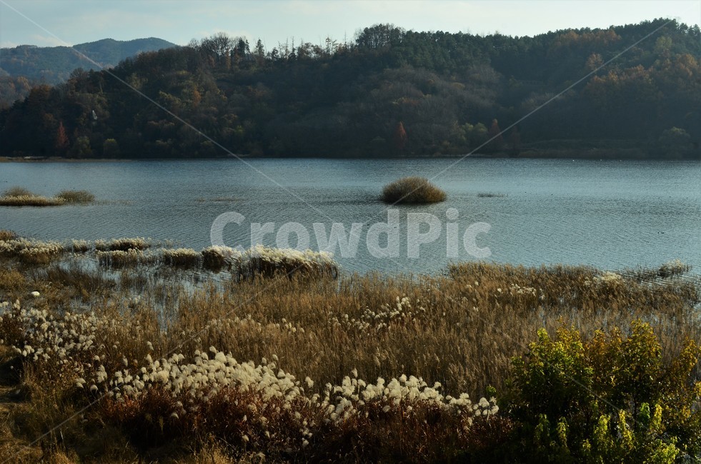 대청호,호수,습지,억새,억새밭,가을,자연풍경,한국풍경,자연,가을,계절,fall,autumn,season,자연,풍경,nature,landscape,water,물,outdoors,옥외,land,땅
