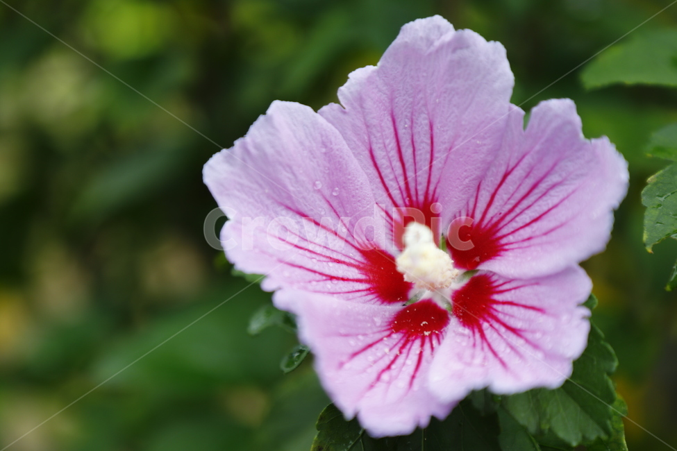 flower,꽃,식물,무궁화,화초,식물,자연,plants,nature,꽃,flower