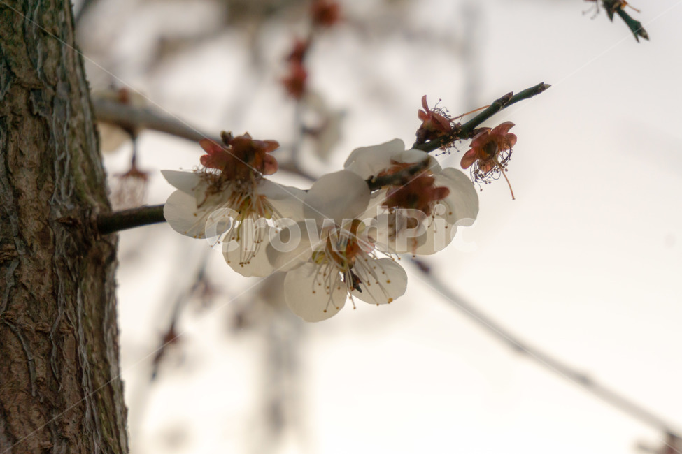 꽃,매화꽃,봄꽃,봄,계절,나무,식물,자연,plants,nature,꽃,flower