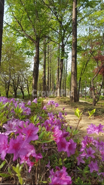 숲,꽃,자연,힐링,싱그로운,산책,정원,분홍,자연,풍경,nature,landscape,식물,plants,꽃,flower,plant,tree,나무,vegetation,초목