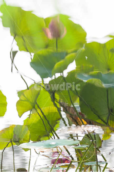 연꽃,연꽃잎,여름,담홍색,꽃,식물,정원,꽃잎,식물,자연,plants,nature