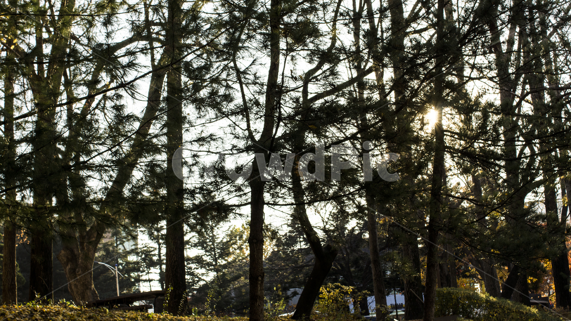 역광,나무,풍경,노을,소나무,자연,자연,풍경,nature,landscape,식물,plants,나무,trees,wood,tree,plant,light,빛,flare,플레어