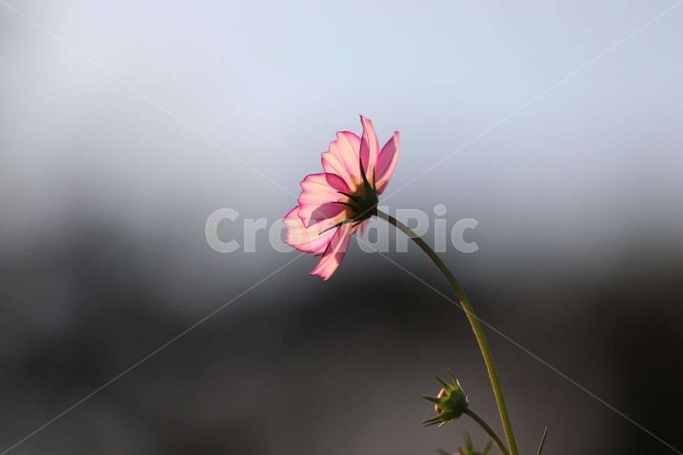 plant,식물,꽃,flower,코스모스,식물,자연,plants,nature,꽃,flower