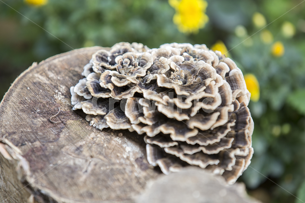 버섯,식물,나무,mushroom,진균류,곰팡이