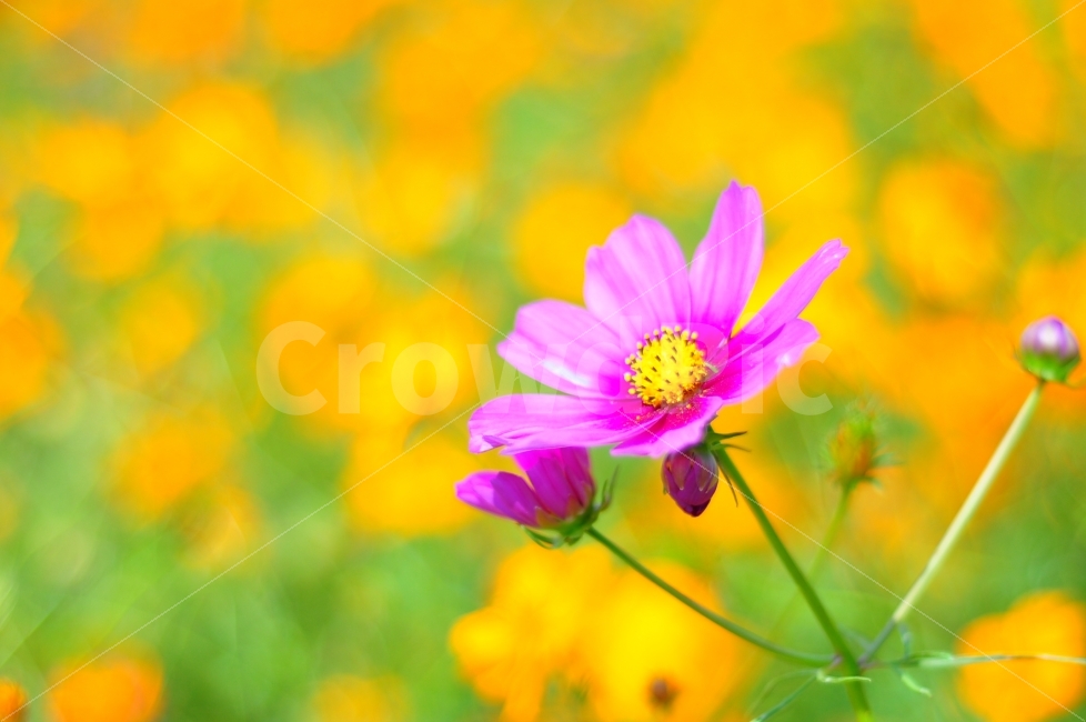 봄,계절,코스모스,꽃,올림픽공원,자연,한국,꽃밭,spring,season,cosmos,flower,flowers,flowergarden,garden,olympicpark,park,가을,계절,fall,autumn,season,식물,자연,plants,nature,꽃,flower,plant,petal,꽃잎,blossom