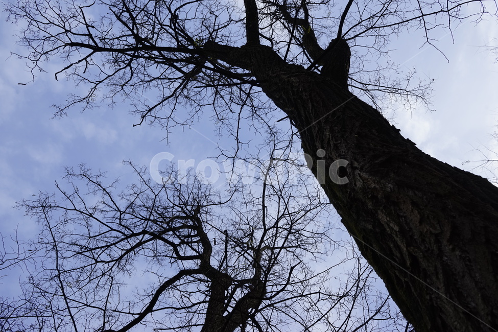 실루엣,초겨울,계절,하늘,silhouette,자연,가지,고목,나무,blue,season,winter,branch,tree,식물,자연,plants,nature,나무,trees,wood