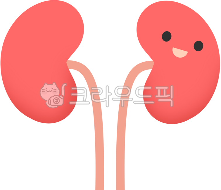 장기,신체기관,몸,배설기관,콩팥,인간,신장,노폐물,인체,kidney