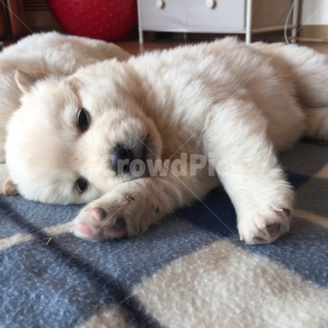 졸린,잠들기직전,졸고있는,강아지,dog,개,백구,동물,animal,포유류,mammal,개,강아지,dog,doggy
