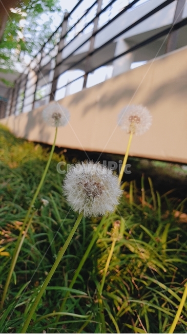 민들레,꽃,자연,식물,초록