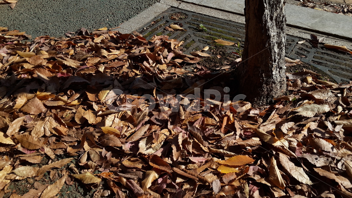 leaf,plant,잎,식물,ground,바닥