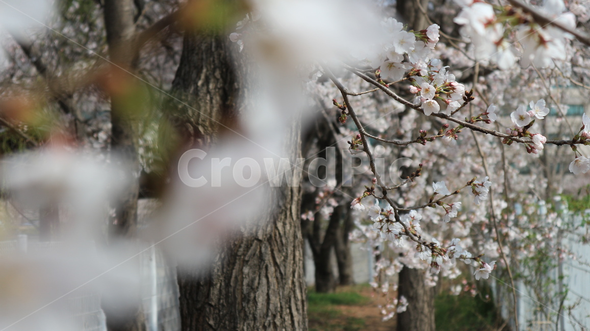 봄,벚꽃,벚나무,꽃길,봄풍경,spring,cherryblossom,blossom,flower