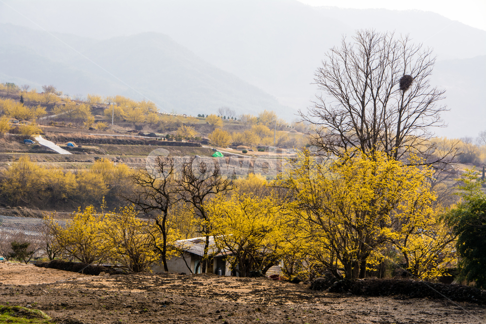 구례,산수유,봄,꽃,아름다운,풍경,봄,계절,spring,season,자연,풍경,nature,landscape,한국자연풍경,한국자연경관,korea nature landscape,시골,마을,country,rural,town,outdoors,옥외