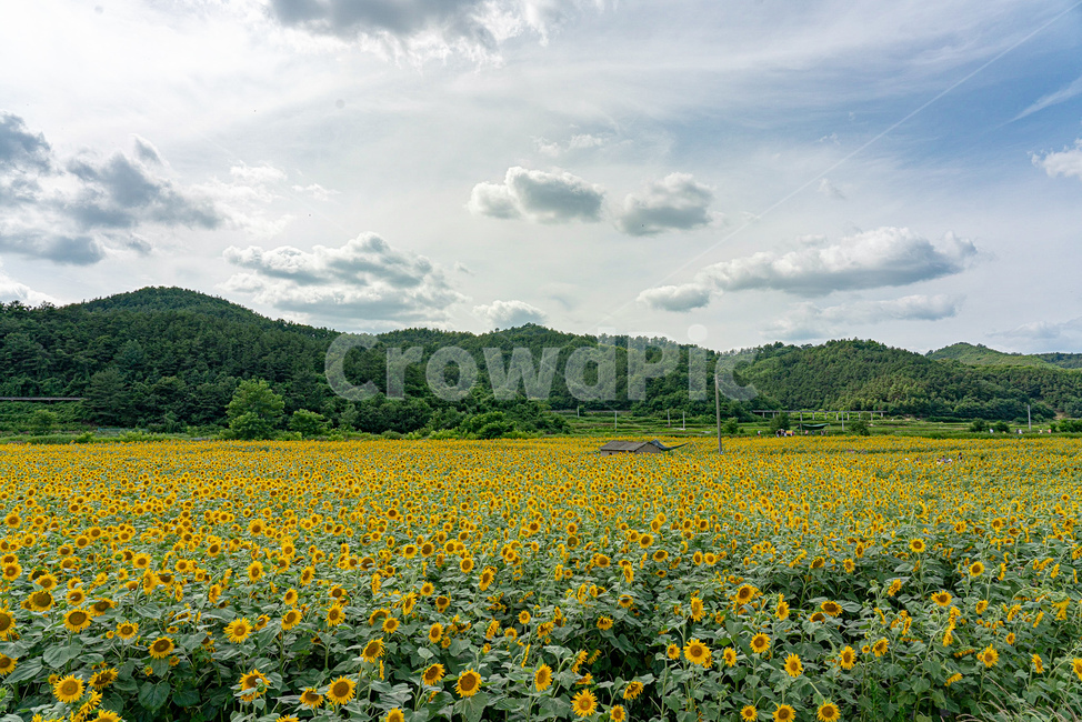 해바라기,여름,하늘,구름,자연,landscape,cloud,자연경관,korea,식물,꽃,노랑,초록,풍경,나무,산,자연,풍경,nature,landscape,식물,plants,꽃,flower,field,들,outdoors,옥외,grassland,목초지
