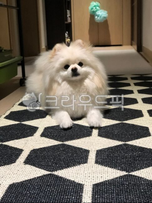 white form,form,puppy,pomeranian,puppy lying down