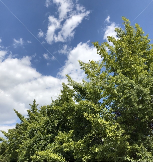 tree,나무,plant,식물,하늘