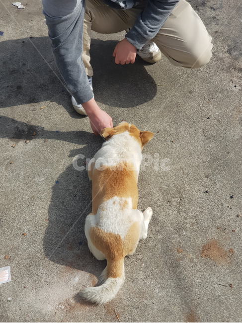 시골,개,얼룩,강아지,주인,친근함,복종,충성,familiar,spot,lie,owner,country,brown,man,person,love,hands,legs,loyalty