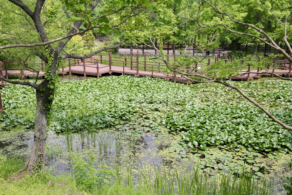 수목원,식물원,산책,숲,숲길,산책길,연못