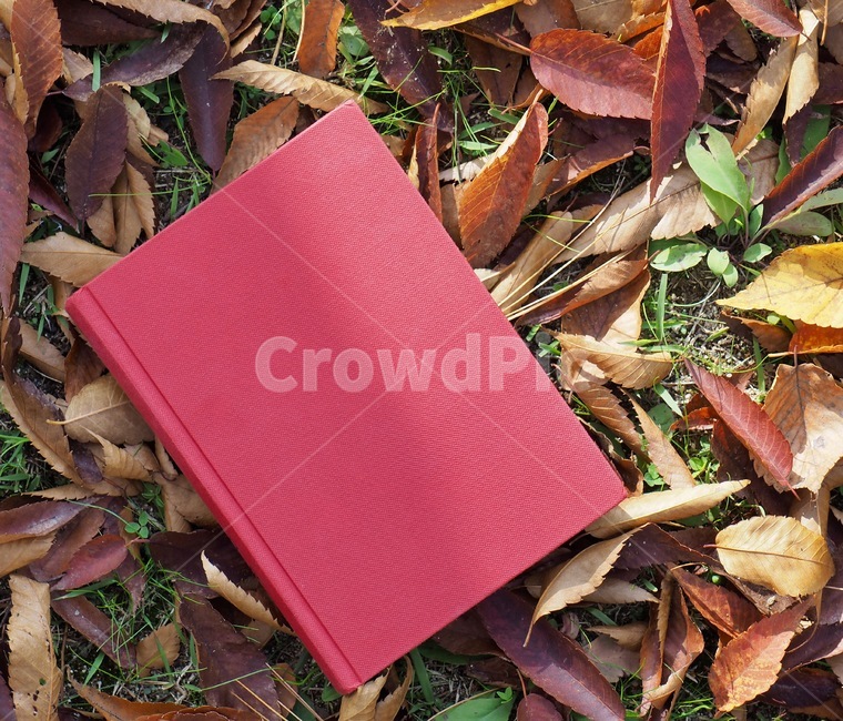 책,낙엽,단풍,잎,배경,도서,가을,빨간,자연,빨강색책,독서,book,deciduous,maple,leaf,background,books,autumn,red,nature,redbook,reading,가을,계절,fall,autumn,season,학용품,문구류,사무용품,school supplies,stationery,office supplies,plant,식물