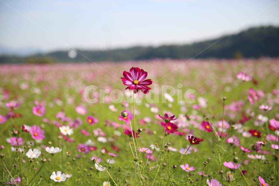 코스모스,꽃,식물,자연,comos,flower,plants,nature