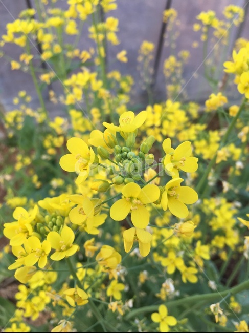 식물,꽃,노란꽃,배추꽃,작은꽃,자연,힐링,봄,계절,spring,season,식물,자연,plants,nature,꽃,flower,food,음식,mustard,머스타드
