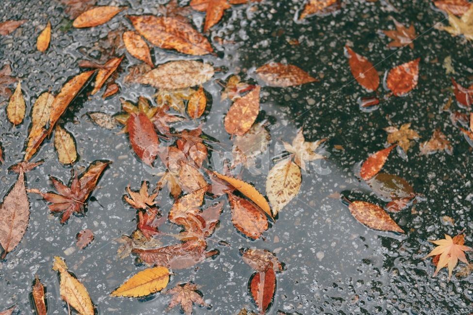 가을,단풍,단풍잎,잎,낙엽,가을느낌,가을분위기,nature,가을,계절,fall,autumn,season,비,비오는날,rain,rainy,plant,식물,leaf,fish,물고기,animal,동물