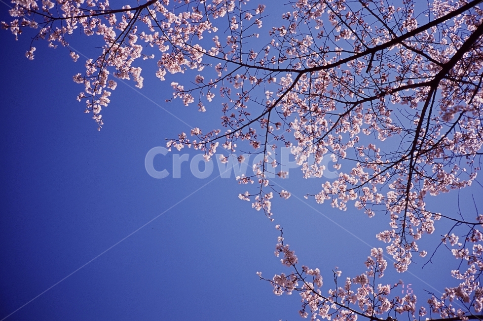 봄,감성사진,하늘,필름사진,꽃,벚꽃,봄,계절,spring,season,식물,자연,plants,nature,꽃,flower,나무,trees,wood,plant,cherry blossom,blossom