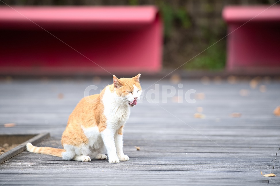길고양이,고양이,길냥이,동물,공원,휴식,여유,포즈,동물,animal,포유류,mammal,고양이,cat,kitten,kitty