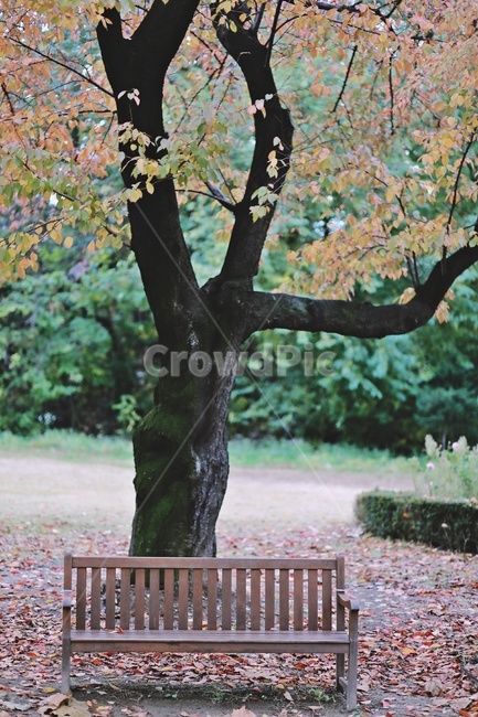 나무,벤치,낙엽,공원,fallenleaves,bench,park,tree,가을,계절,fall,autumn,season,furniture,가구,plant,식물