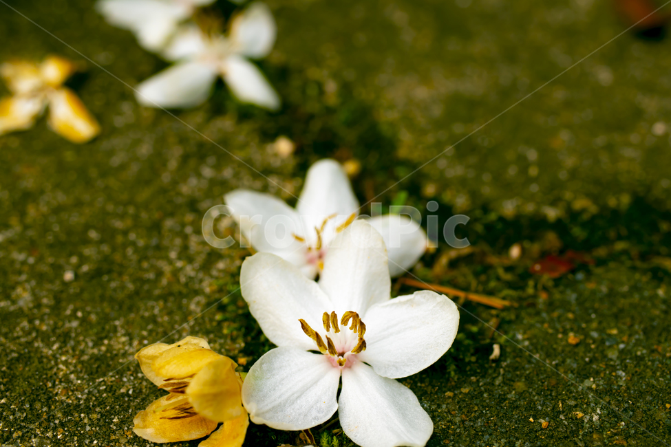 꽃,봄,접사,flower,spring,macro,감성,감정,낙화,봄,계절,spring,season,식물,자연,plants,nature,꽃,flower,plant,blossom,geranium,제라늄