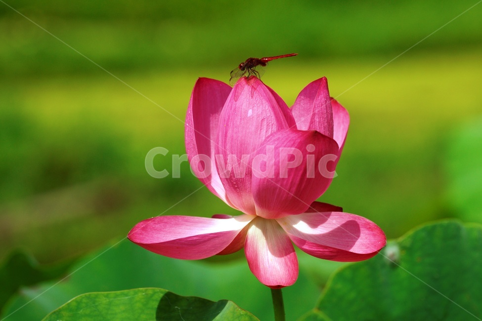 식물,flower,꽃,연꽃,고추잠자리,식물,자연,plants,nature,꽃,flower