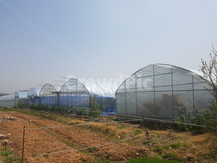농사,비닐하우스,비닐하우스여러개,텃밭,주말농장,산업,industry,industrial,농업,농사,agriculture,farming,farming industry