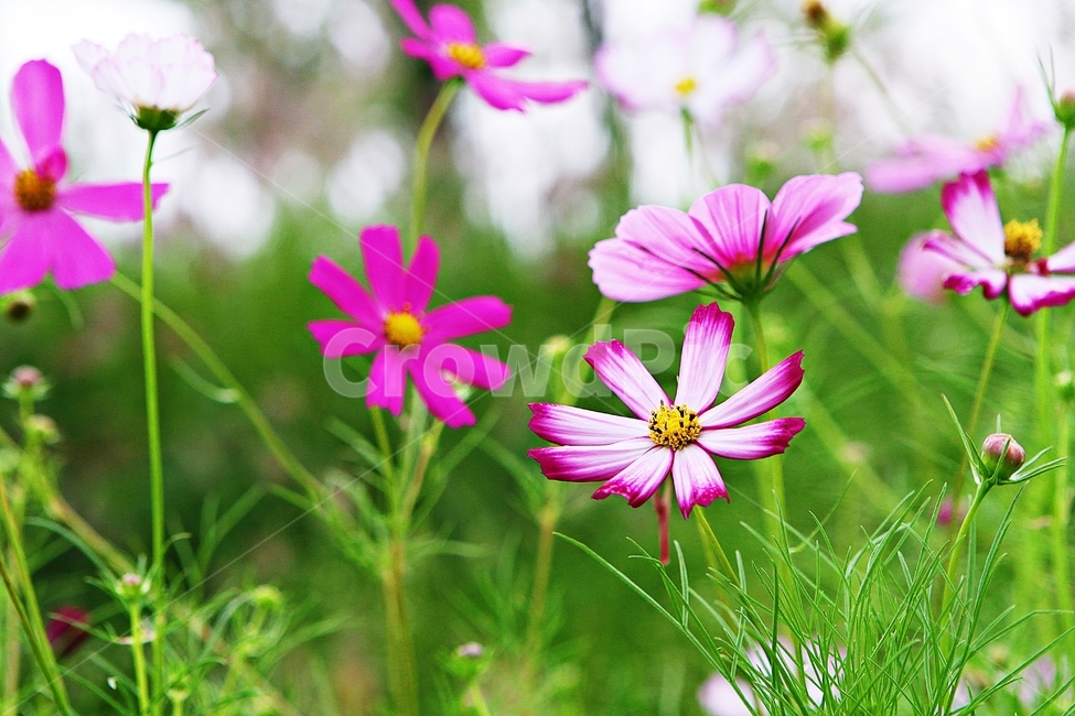 코스모스,꽃,꽃잎,들꽃,식물,가을꽃,가을,공원,자연,식물,자연,plants,nature,꽃,flower