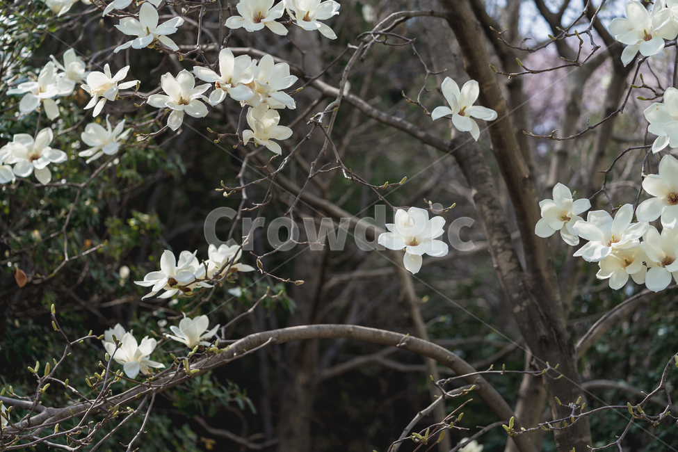 봄,꽃,목련,자연,풍경,spring,flower,nature,beauty,봄,계절,spring,season,식물,자연,plants,nature,꽃,flower,plant,blossom