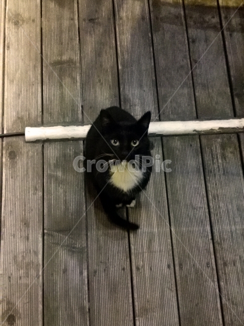 고양이,길고양이,cat,동물,정자세,포스터,동물,animal,포유류,mammal,고양이,cat,kitten,kitty